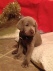 2012-12-24 Summit's 1st Christmas.jpg